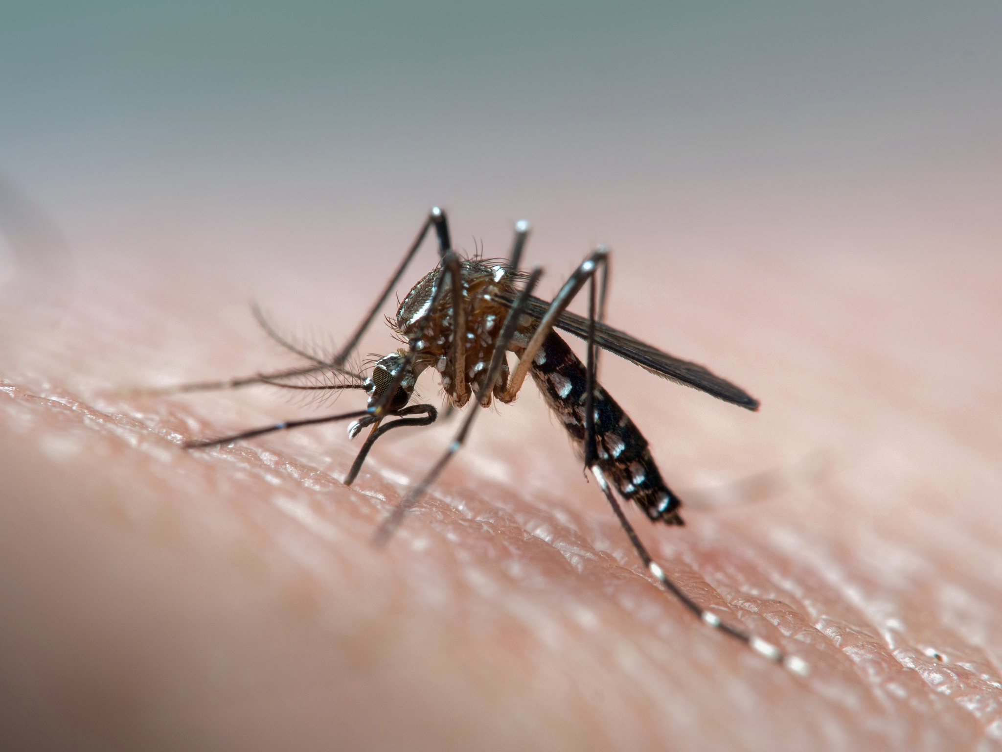 azul: Clima: OMS alerta que Europa enfrenta o risco de surtos de dengue e Zika no Verão
