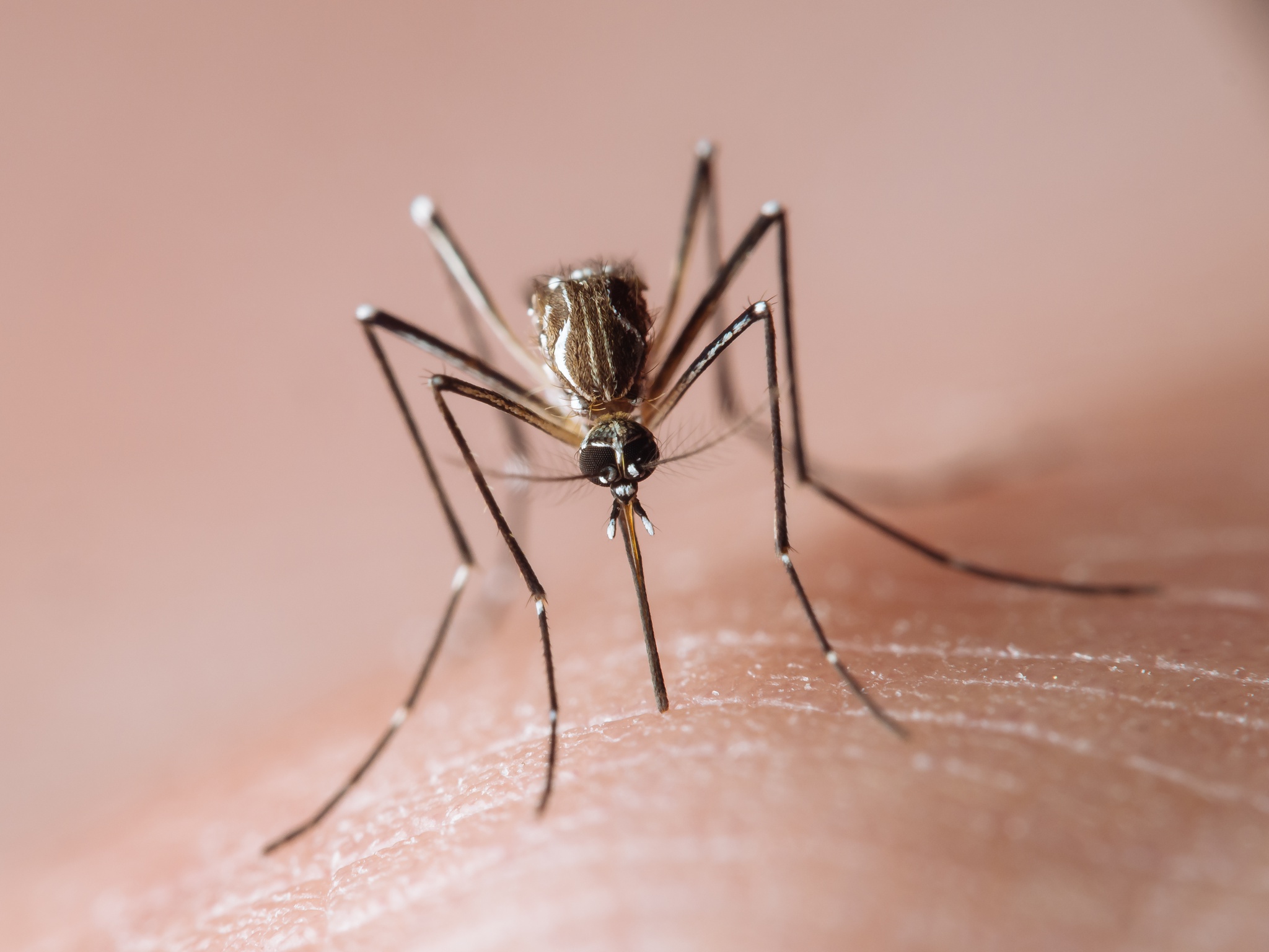 azul: Alerta da OMS: dengue vai ameaçar Europa do Sul, EUA e África nesta década