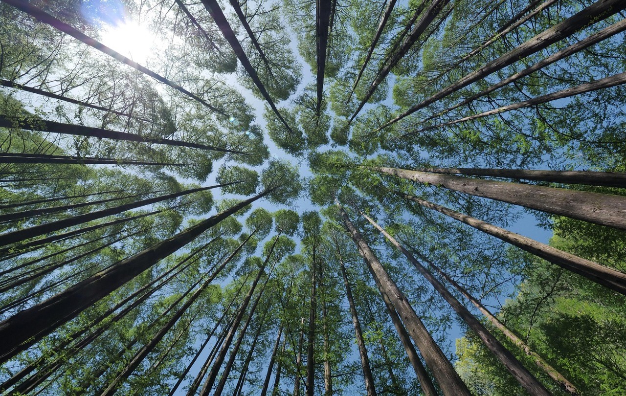 Floresta vista de baixo com fundo de céu azul